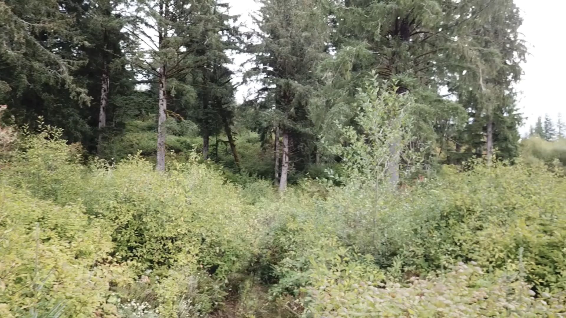 Scene_area_photo_2.jpg